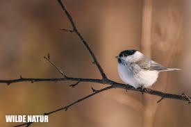 Attēlu rezultāti vaicājumam “Poecile montanus”