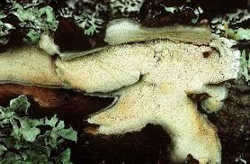 Attēlu rezultāti vaicājumam “Ceriporiopsis resinascens”