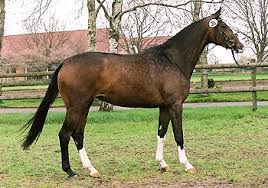 Image result for heiss tehron