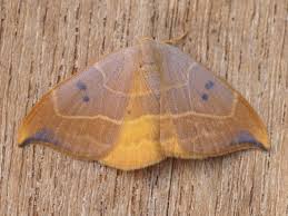 Attēlu rezultāti vaicājumam “Watsonalla binaria”