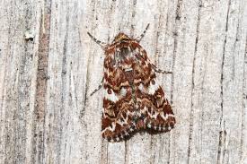 Attēlu rezultāti vaicājumam “Anarta myrtilli larva”