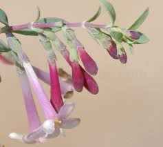 Attēlu rezultāti vaicājumam “Symphytocarpus trechisporus”