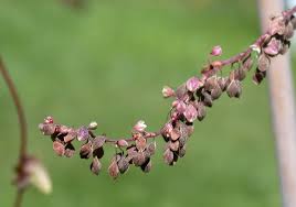 Attēlu rezultāti vaicājumam “Fallopia convolvulus fruit”