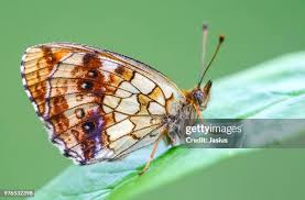 Attēlu rezultāti vaicājumam “Brenthis ino”