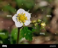 Attēlu rezultāti vaicājumam “Fragaria vesca flower”