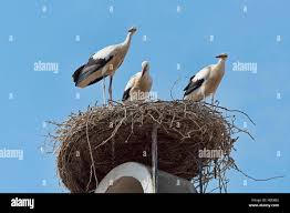Attēlu rezultāti vaicājumam “Ciconia ciconia nest”