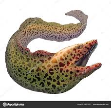 Image result for Gymnothorax moringa