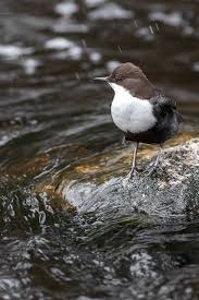 Attēlu rezultāti vaicājumam “Cinclus cinclus”