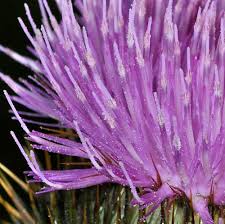 Image result for Onopordum acanthium