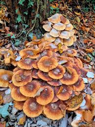 Attēlu rezultāti vaicājumam “Armillaria sp.”