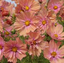 Image result for Cosmos bipinnatus