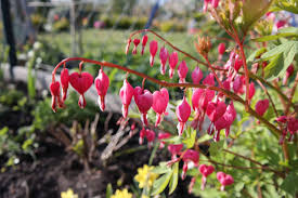 Image result for tränendes Herz