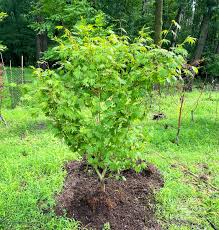 Attēlu rezultāti vaicājumam “Acer pseudosieboldianum”