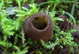 Attēlu rezultāti vaicājumam “Humaria hemisphaerica”