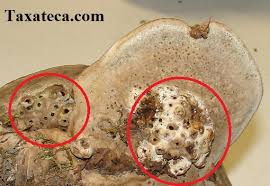 Attēlu rezultāti vaicājumam “Agathomyia wankowiczii”