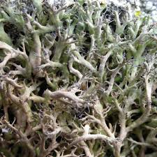 Attēlu rezultāti vaicājumam “Anaptychia ciliaris”