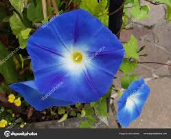 Image result for Prunkwinde