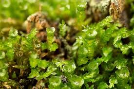 Attēlu rezultāti vaicājumam “Geocalyx graveolens”