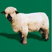 Image result for Oxford Downs Cricket Club