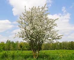 Attēlu rezultāti vaicājumam “Malus”