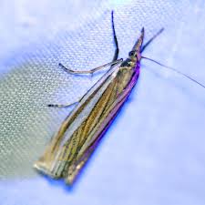 Attēlu rezultāti vaicājumam “Crambus silvella”