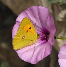 Attēlu rezultāti vaicājumam “Colias croceus”