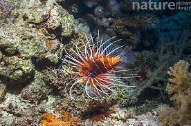 Image result for Pterois radiata