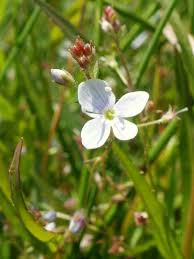 Attēlu rezultāti vaicājumam “Veronica scutellata leaf”