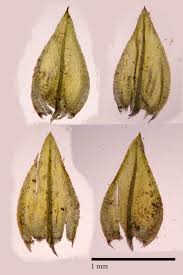 Attēlu rezultāti vaicājumam “Platyhypnidium riparioides”