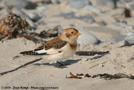 Attēlu rezultāti vaicājumam “Plectrophenax nivalis adult”