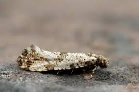 Attēlu rezultāti vaicājumam “Morophaga choragella”