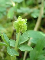 Attēlu rezultāti vaicājumam “Adoxa moschatellina”