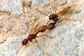 Attēlu rezultāti vaicājumam “Myrmica rubra”