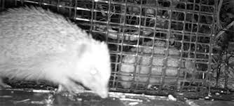 Image result for Bristol Swifts