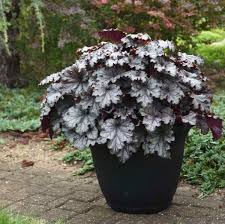 Image result for Heuchera Metallica