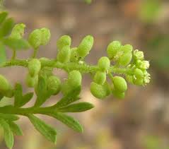 Attēlu rezultāti vaicājumam “Enteridium liceoides young”