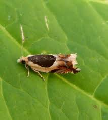 Attēlu rezultāti vaicājumam “Ancylis badiana”