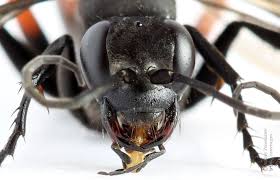 Attēlu rezultāti vaicājumam “Anoplius viaticus”