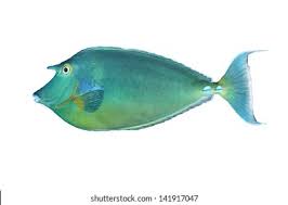 Image result for Naso unicornis