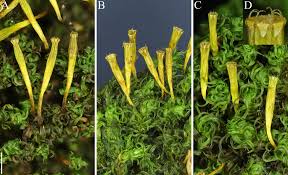 Attēlu rezultāti vaicājumam “Ulota crispa”