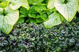 Attēlu rezultāti vaicājumam “Ajuga pyramidalis leaf”