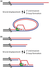 Image result for the end of the t-loop structure