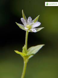 Attēlu rezultāti vaicājumam “Moehringia trinervia bud”