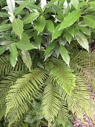 Attēlu rezultāti vaicājumam “Euura acutifoliae”