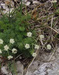 Attēlu rezultāti vaicājumam “Libanotis montana”
