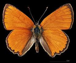 Attēlu rezultāti vaicājumam “Lycaena virgaureae underside”