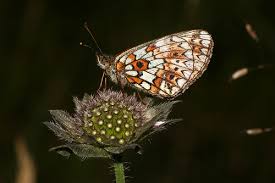 Attēlu rezultāti vaicājumam “Clossiana selene underside”