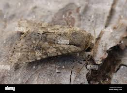 Attēlu rezultāti vaicājumam “Apamea sordens”