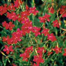 Attēlu rezultāti vaicājumam “Dianthus deltoides flower”