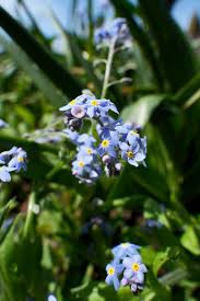 Attēlu rezultāti vaicājumam “Myosotis sparsiflora flower”